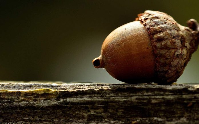Survival Uses for Acorns