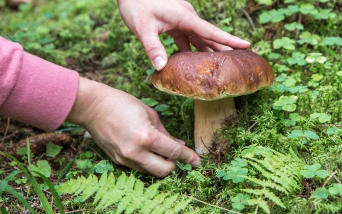 Foraging for Survival: Mushrooms