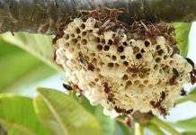 Murder Hornet Nest Found and Eradicated