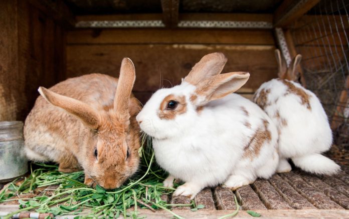 Rabbit: A Sustainable Backyard Meat