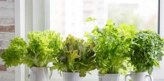 Create an Indoor Herb Garden