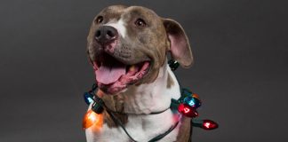 Keep Your Pet Safe From Christmas Dangers
