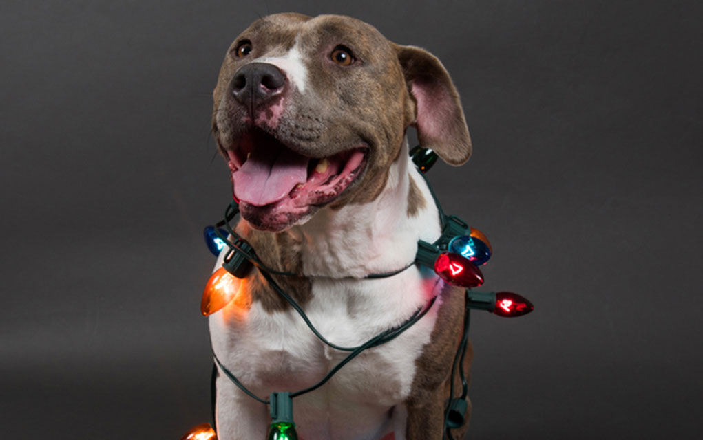 Keep Your Pet Safe From Christmas Dangers