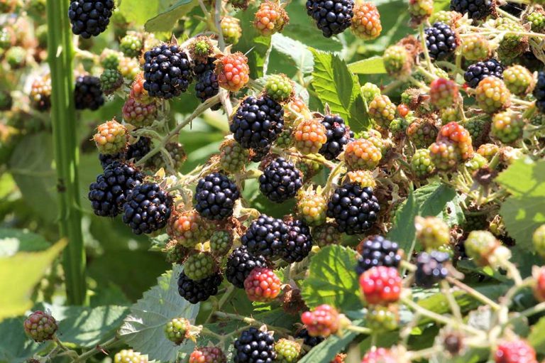 Identifying Edible Berries Survival Daily